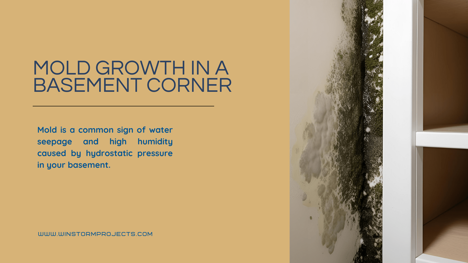 Text highlights mold growth in a basement corner, explaining it's caused by water seepage and humidity. Includes website: www.winstormprojects.com.