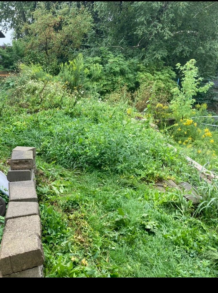 A lush, overgrown garden with tall grass, wildflowers, and a stone pathway surrounded by dense trees and greenery in the background.