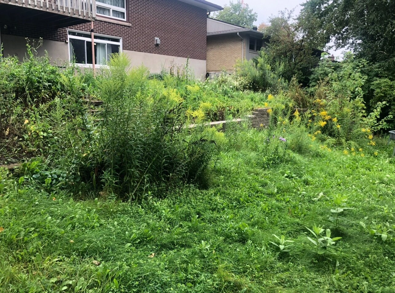 A brick house with a lush, overgrown garden featuring tall grass and wild plants, creating a natural, untamed look.